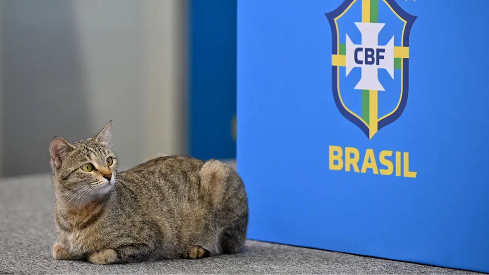 Chân dung chú mèo chen ngang buổi họp của tuyển Brazil