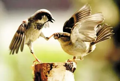 Lạt mềm buộc chặt