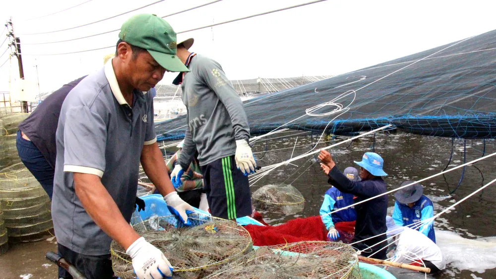 Giá tôm thẻ chân trắng tăng thêm 80.000 – 100.000 đồng/kg so với cùng kỳ
