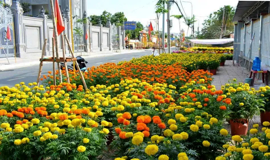 Sắc vàng, hồng, tím của chợ hoa tết xã Cần Giờ, như tô điểm cho mùa xuân ở vùng biển TPHCM