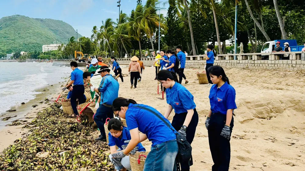 Các bạn đoàn viên ra quân thu gom lục bình dọc các bãi biển thuộc phường Vũng Tàu