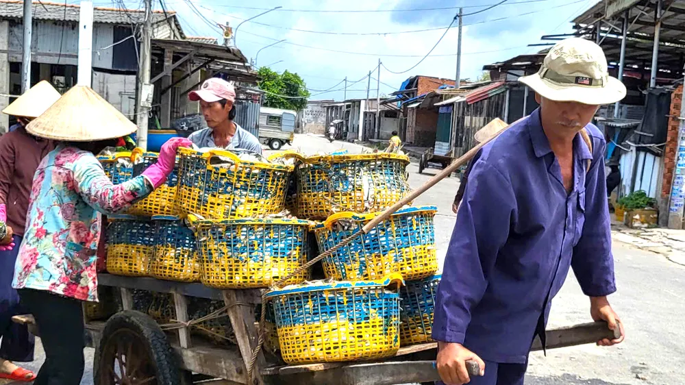 Việc tiêu thụ ngay sau khi cập bờ giúp cá giữ được độ tươi và thuận lợi cho việc vận chuyển đến các điểm tiêu thụ. Ảnh: THÀNH HUY