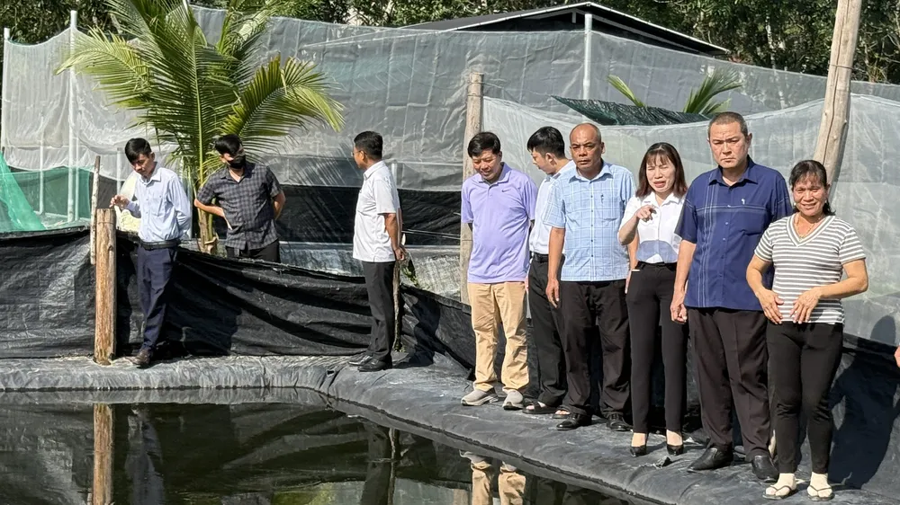 Thăm mô hình nuôi ếch đồng lai của hộ bà Nguyễn Thị Thu ở ấp An Lập