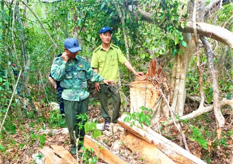 Bắt Trạm trưởng Trạm Kiểm lâm nhận 35 triệu đồng để lâm tặc phá rừng