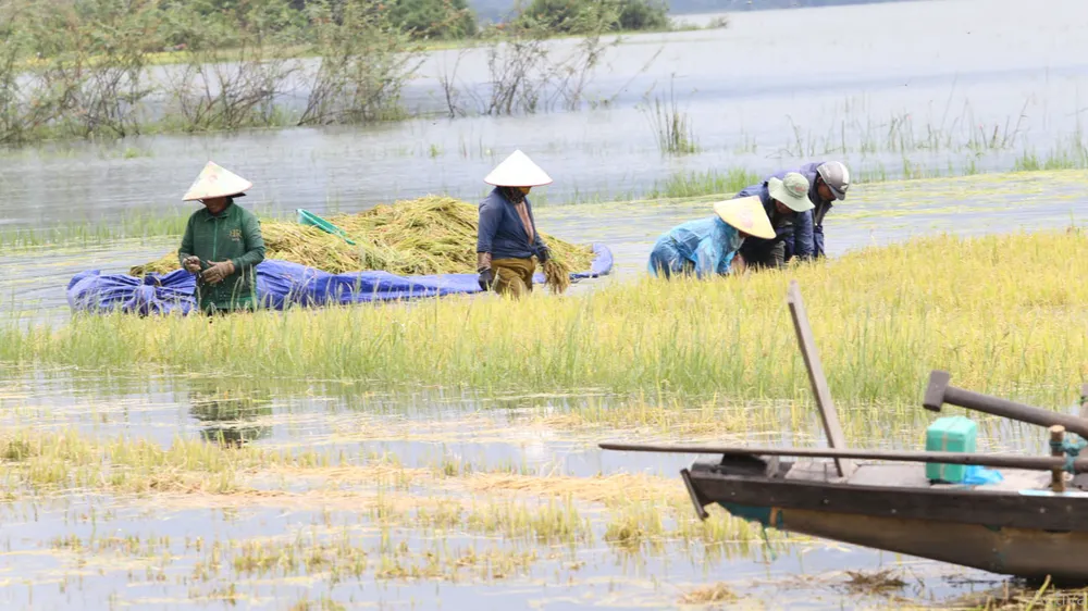 Đắk Lắk: Người dân “chạy đua” với nước lũ để cứu lúa