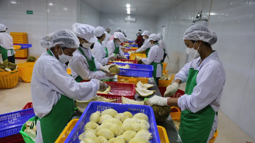 Lô hàng sầu riêng đầu tiên chính thức xuất khẩu sang Trung Quốc
