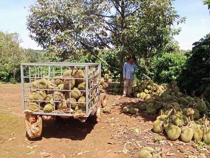 Dông lốc làm rụng hàng chục tấn sầu riêng của người dân