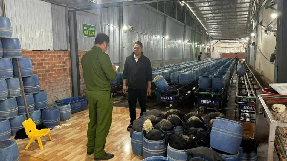 UBND tỉnh Đắk Lắk chỉ đạo “nóng” vụ giá đỗ ngâm, ủ chất cấm