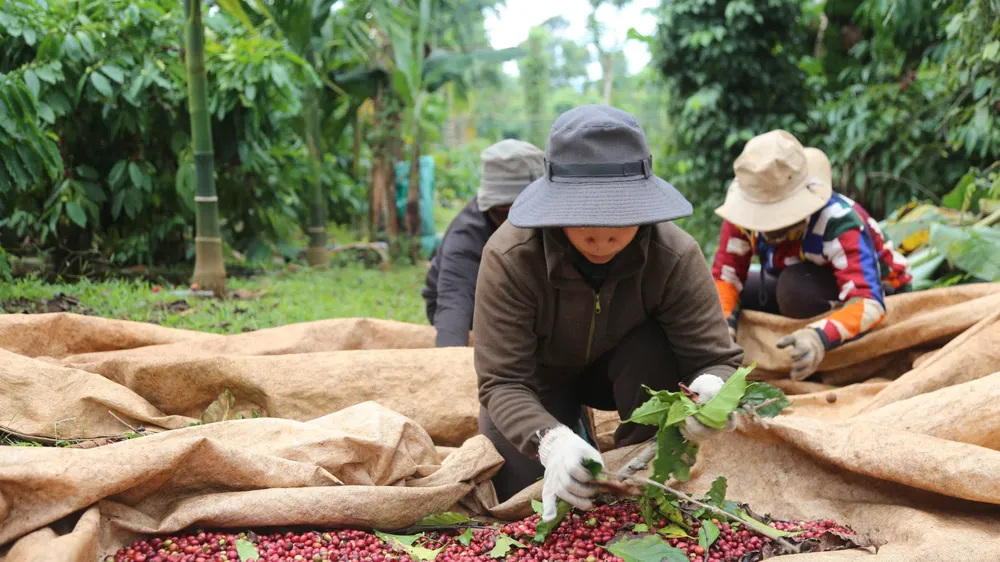 Kết nối, nâng tầm giá trị cà phê Việt