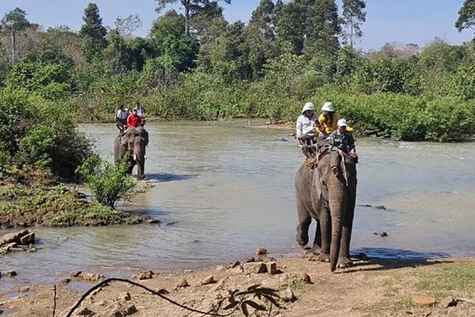 Chung tay bảo vệ đàn voi nhà còn lại ở Việt Nam