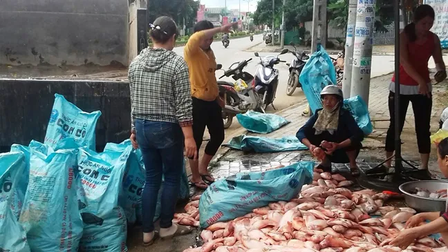  Xét nghiệm mẫu nước tìm nguyên nhân cá chết trên hồ thuỷ điện Plei Krông