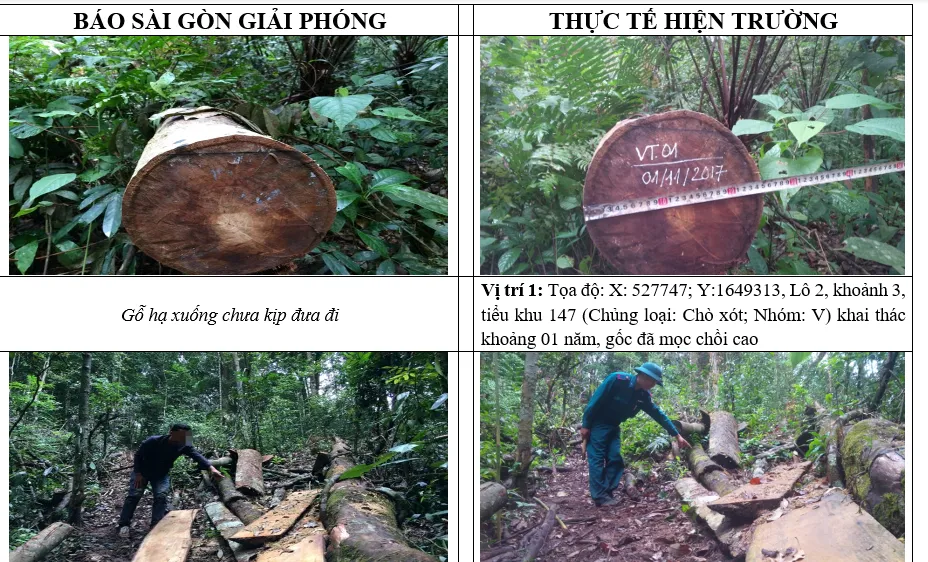 Kiểm tra, xử lý tình trạng phá rừng tại Ngọc Hồi