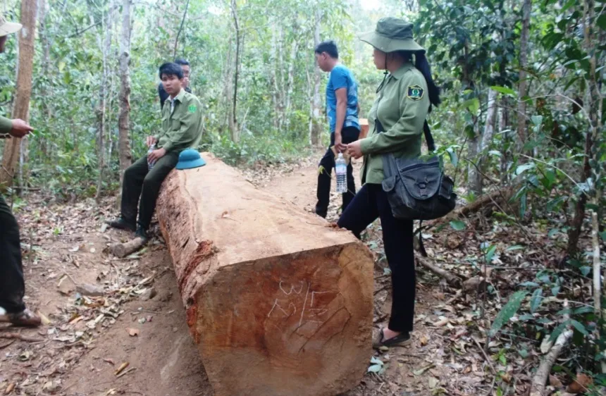 40 đối tượng đe dọa lực lượng chức năng, cướp tang vật nghi liên quan phá rừng