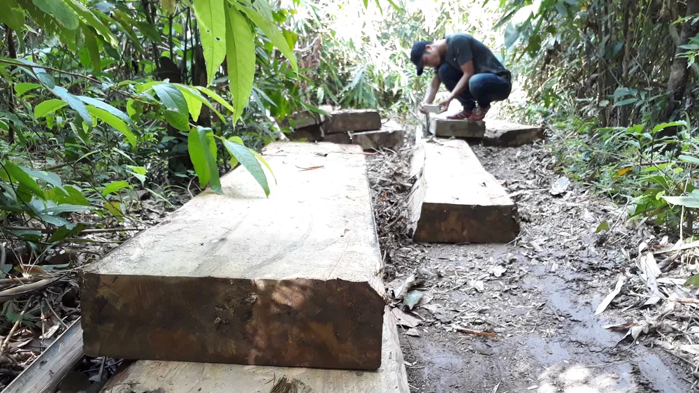 Vụ đột nhập bãi tập kết gỗ lậu ở xã biên giới: Gỗ tập kết vốn là gỗ vi phạm đã lập biên bản