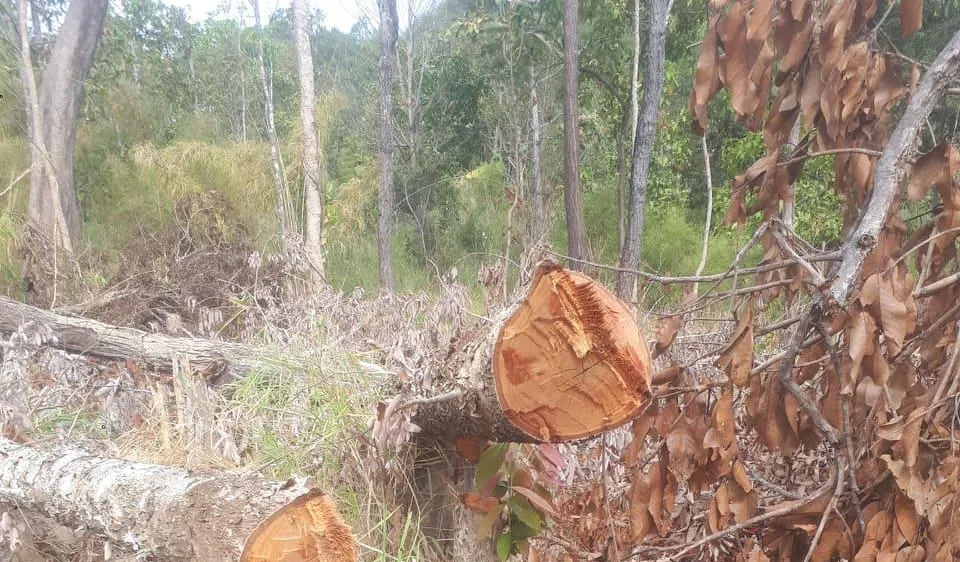 Bắt một đối tượng liên quan trong vụ chặt phá hơn 7,3ha rừng