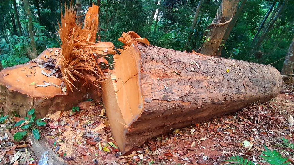 Gỗ "khủng" bị đốn hạ 