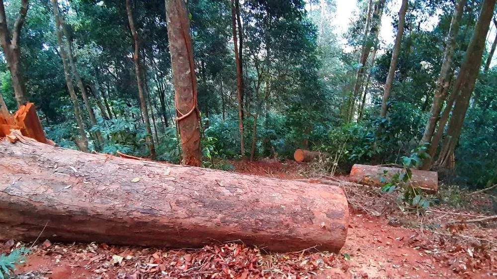 Yêu cầu kiểm điểm trách nhiệm liên quan vụ gỗ “khủng lồ” bị đốn hạ ở Kon Tum 