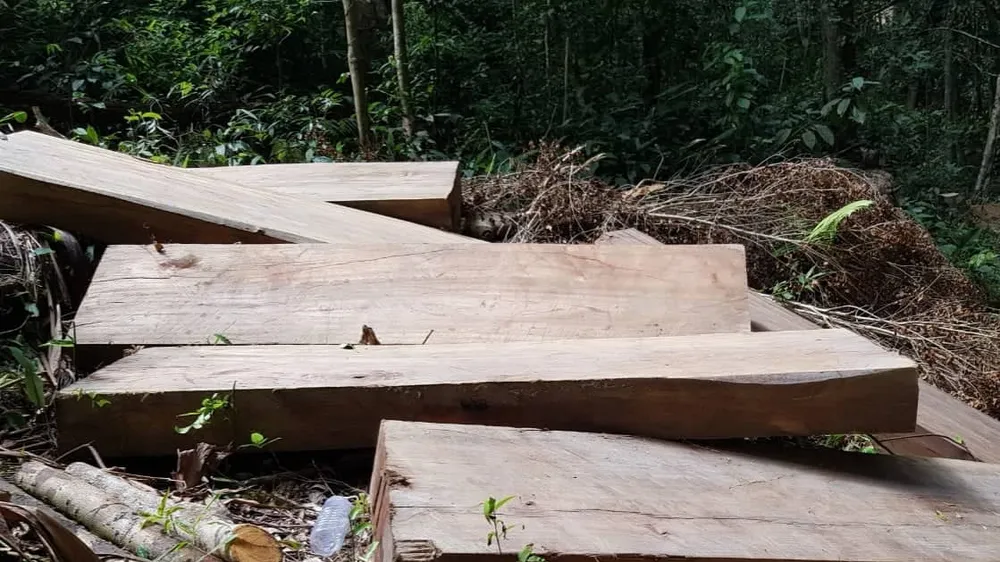 Khởi tố, bắt tạm giam đối tượng cưa hạ gỗ trái phép