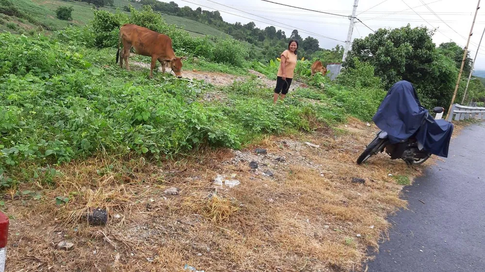 Hai cá nhân bị kỷ luật liên quan đến việc phun thuốc diệt cỏ trên quốc lộ