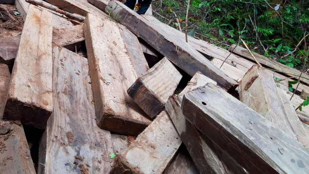 Vụ rừng già Kon Tum bị tàn phá: Gỗ vi phạm không ngừng tăng