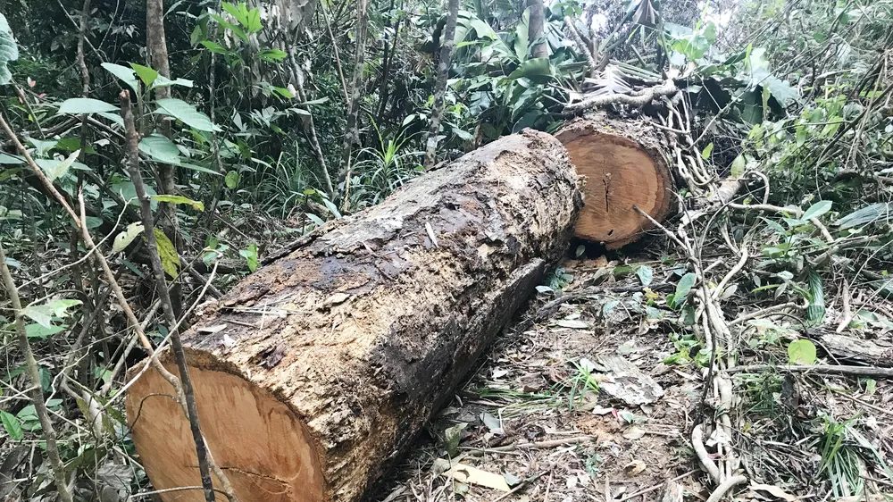 Gỗ còn lại tại hiện trường