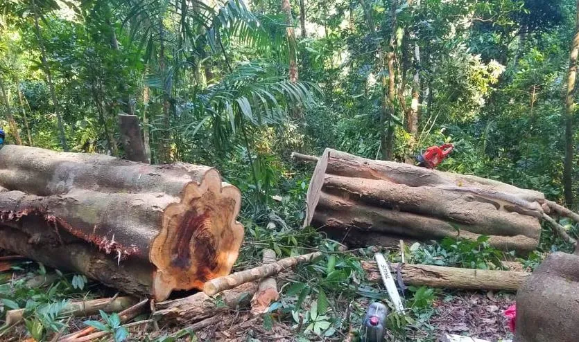Khởi tố lâm tặc cưa hạ gỗ gõ cổ thụ