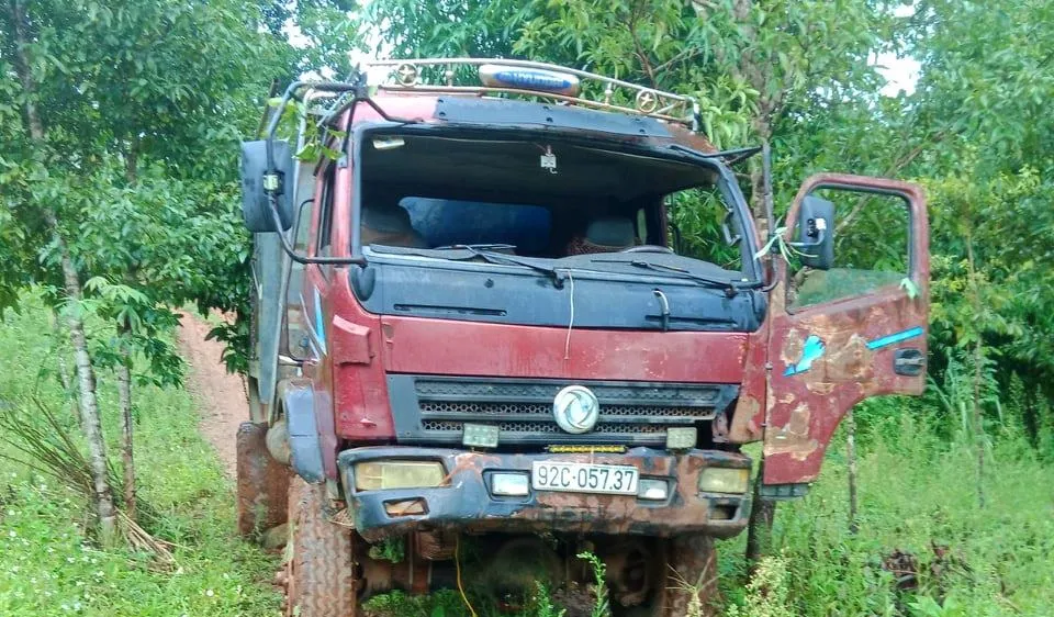 Kon Tum: Khởi tố vụ cưa hạ gỗ dổi cổ thụ 