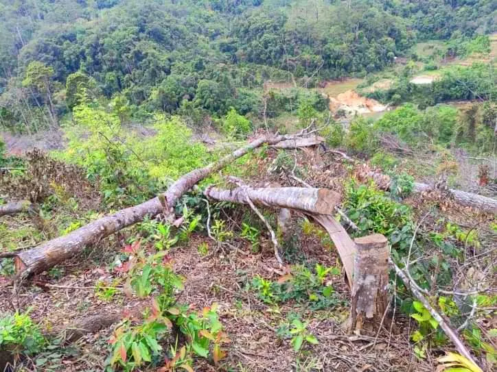 Khởi tố vụ hủy hoại hơn 14.000m² rừng tự nhiên ở Kon Plông