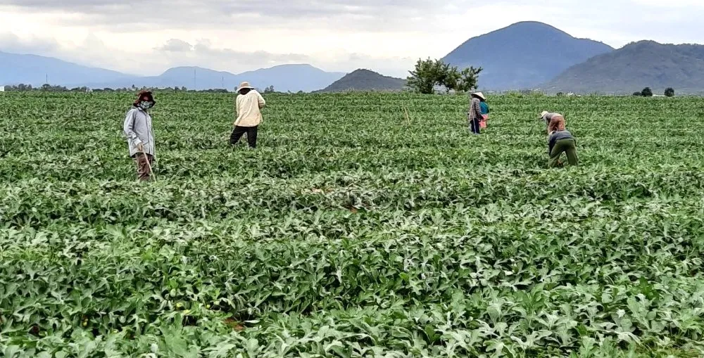 Dưa hấu ở Krông Pa