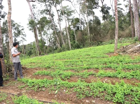 Kon Tum tiếp tục kiểm tra thông tin về Dự án vườn sâm Ngọc Linh tại Kon Plông