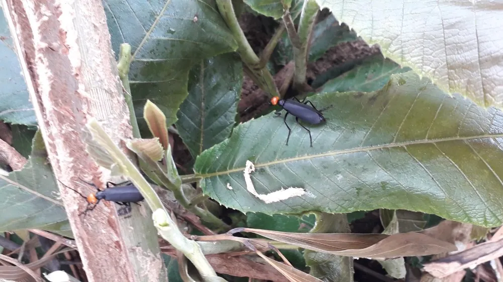 Ăn côn trùng lạ khiến 3 người ngộ độc ở Gia Lai: Xác định là sâu ban miêu, rất độc, gây hủy hoại cơ quan trong cơ thể