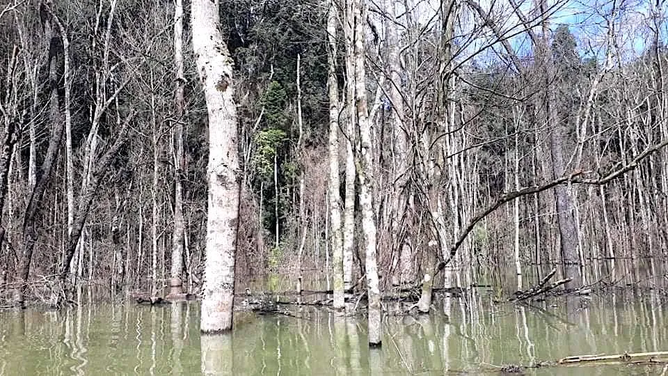 Thủy điện Thượng Kon Tum tích nước lòng hồ làm chết hơn 25ha rừng