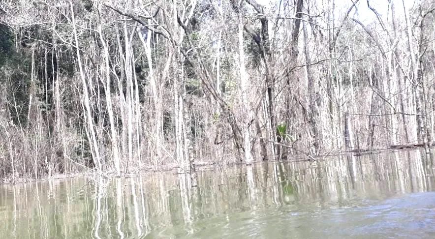 Kon Tum: Đề nghị công an điều tra vụ thuỷ điện tích nước làm chết hơn 25 hecta rừng