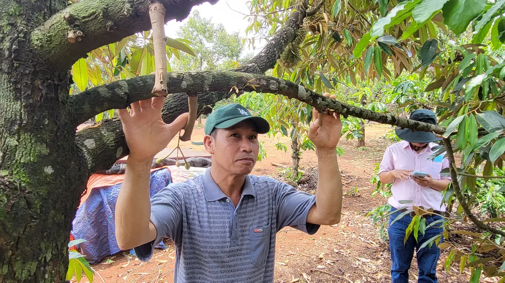 Sầu riêng rụng quả non, dân thất thu 