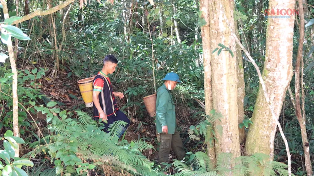 Theo chân đồng bào Xơ Đăng lên núi thu hoạch "hạt ngọc trời"