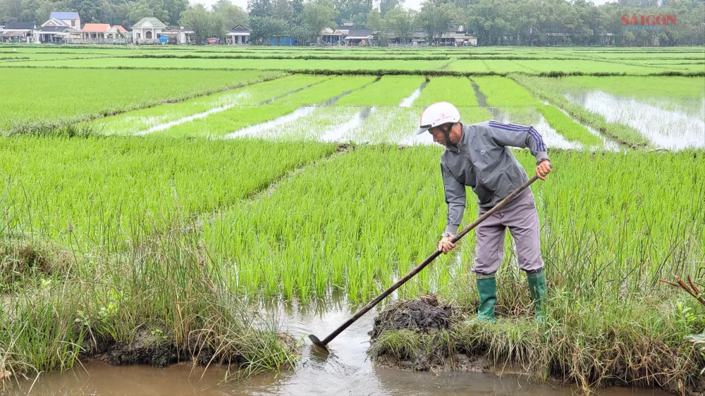 Rộn ràng trên cánh đồng lúa mùng 3 tết 