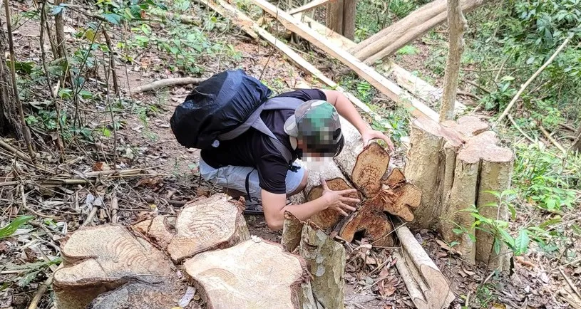 Cảnh cáo giám đốc công ty lâm nghiệp vì để lâm tặc cưa hạ 218m³ gỗ 