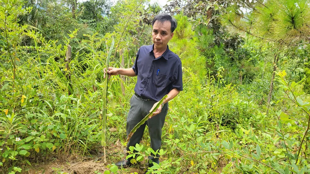 Kon Tum: Trồng cây, xây chòi trái phép trong phạm vi đường bộ để chờ đền bù