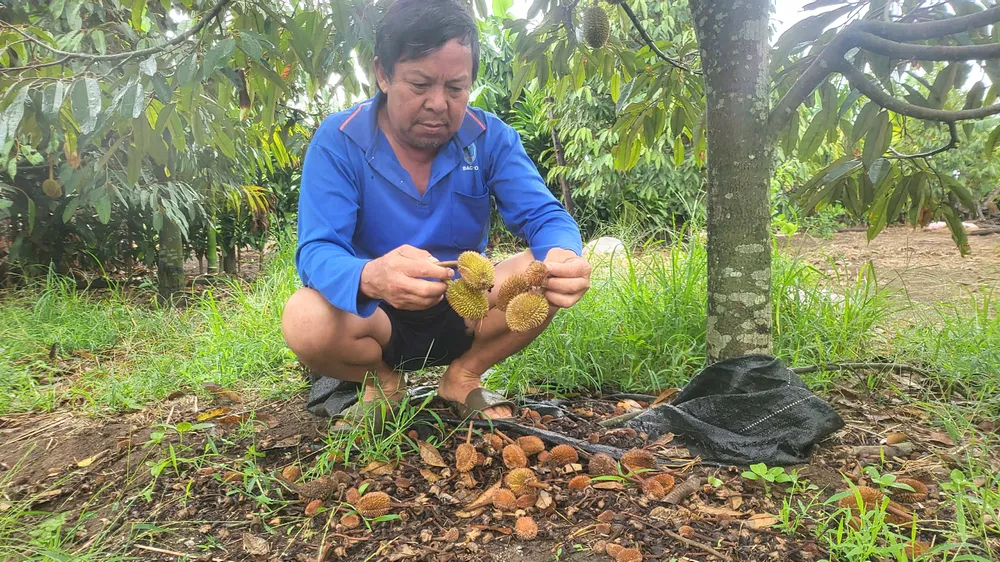 Vườn sầu riêng của ông Mai Công Quyền (thôn Chư Hậu 6, xã Ia Bă) rụng quả non la liệt