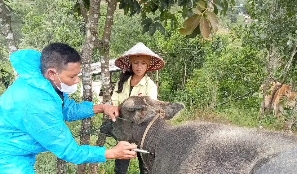 Quảng Ngãi: Phát hiện đàn bò nghi mắc bệnh lở mồm long móng