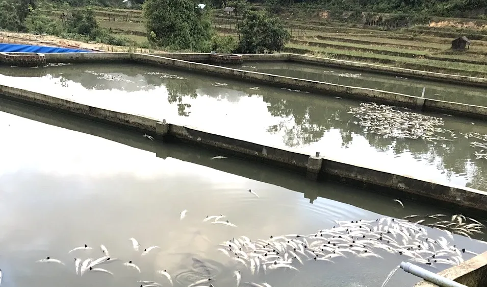 Quảng Ngãi: Mưa lớn gây thiệt hại tiền tỷ tại các trại nuôi cá tầm 