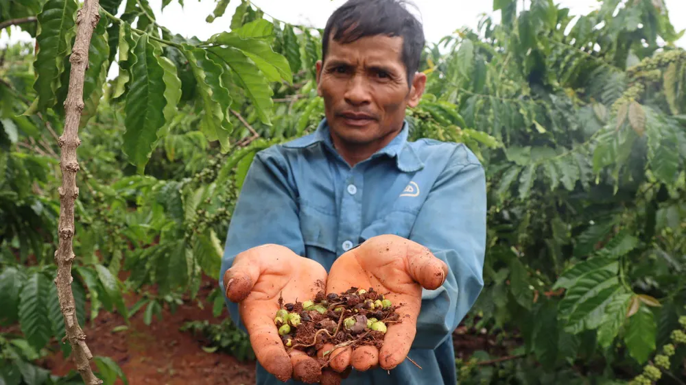 Gia Lai: Cà phê rụng quả non, nông dân lo lắng