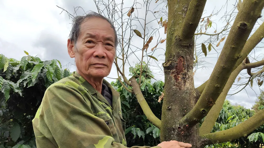 Sầu riêng rụng lá, khô cành bất thường sau đợt mưa kéo dài ở Gia Lai