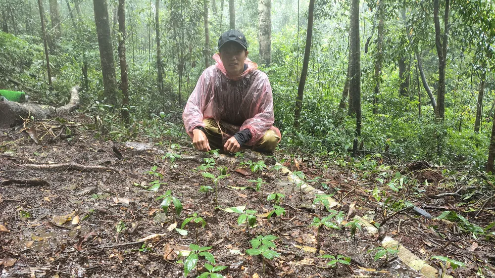 Nâng cao thu nhập cho người trồng sâm Ngọc Linh