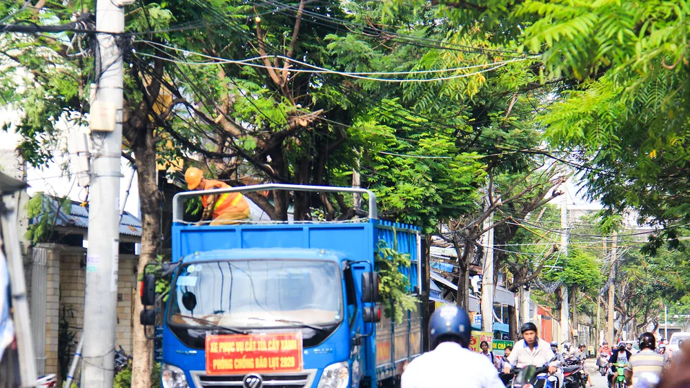 Cây xanh trên đường Nguyễn Phan Vinh (quận Sơn Trà, TP Đà Nẵng ) được cắt tỉa trước khi cơn bão số 9 đổ bộ 