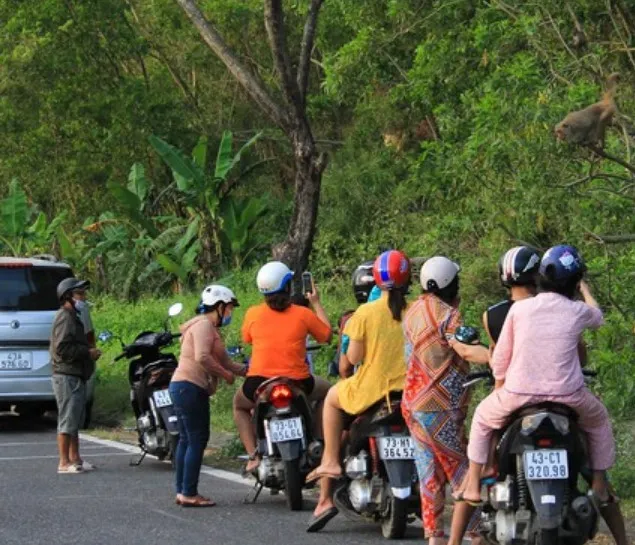 Không cho khỉ ăn để bảo vệ đàn khỉ trên bán đảo Sơn Trà