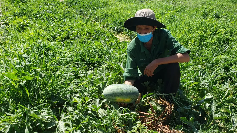Hàng trăm tấn dưa hấu Hòa Bắc (huyện Hòa Vang, TP Đà Nẵng) đã và sắp đến ngày thu hoạch gặp khó đầu ra