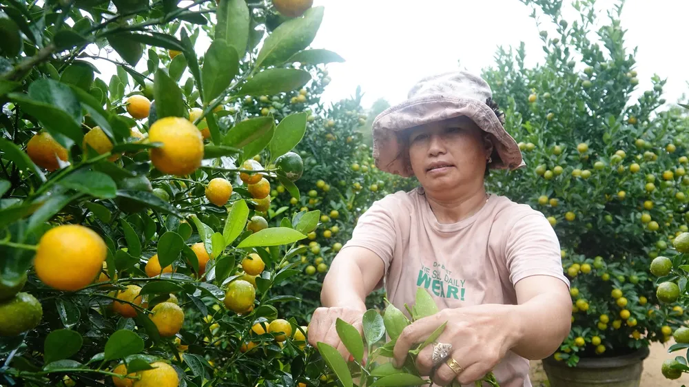 Bà Nghiêm Thị Phượng (trú xã Cẩm Hà, TP Hội An) cắt tỉa để có những chậu quất đẹp nhất đáp ứng thị trường. Ảnh: XUÂN QUỲNH