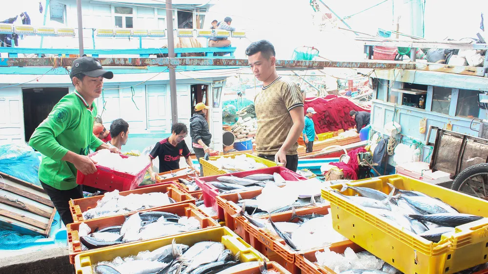 Ngư dân tất bật chuyển cá từ tàu về bờ. Ảnh: XUÂN QUỲNH