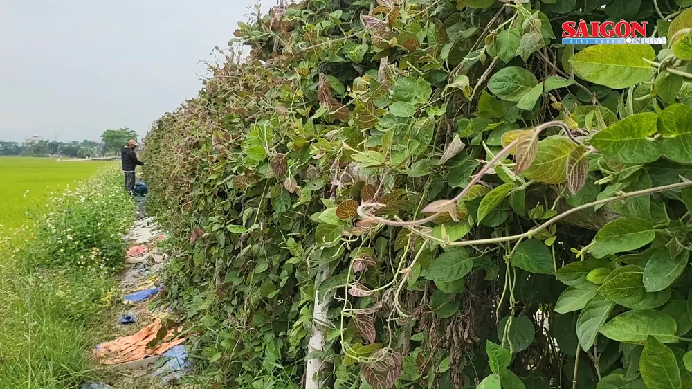 Kiếm bộn tiền nhờ lá mơ